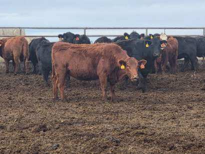 140 Three, Four and Five Year Old Fall Calving Cows